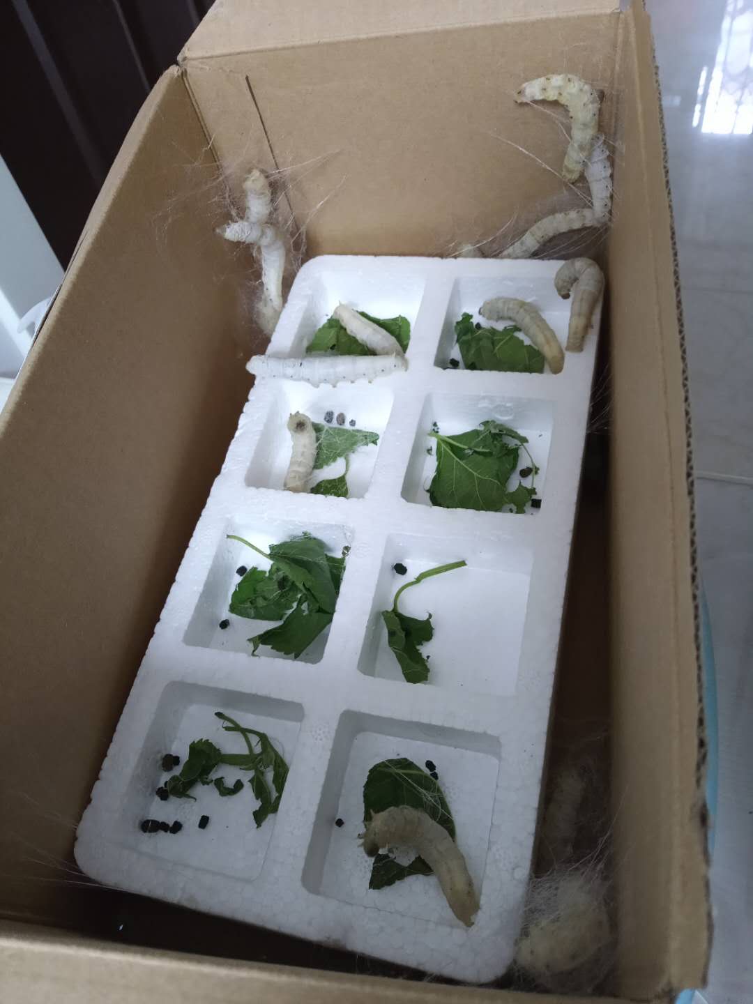 让孩子养个蚕宝宝,小学生在家里怎么养蚕宝宝