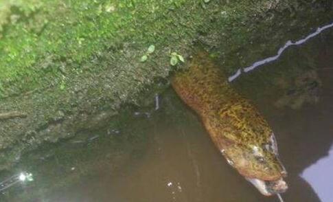 钓黄鳝的视频最新,如何正确的钓黄鳝