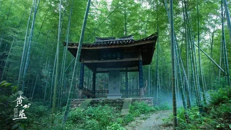 最美银杏秋景自驾攻略,杭州银杏树旅游攻略