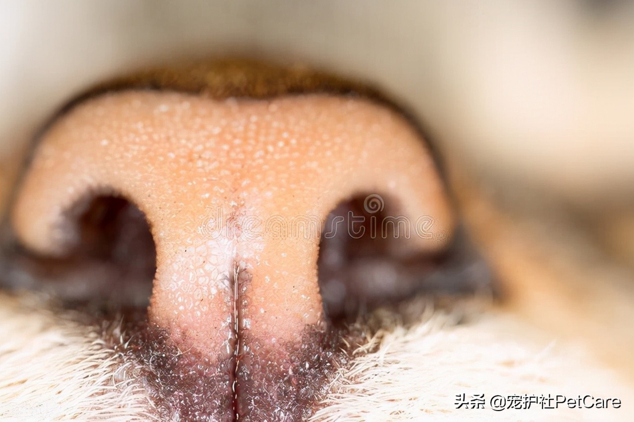 猫咪鼻子干眼睑外翻,猫咪鼻子很干耳朵热