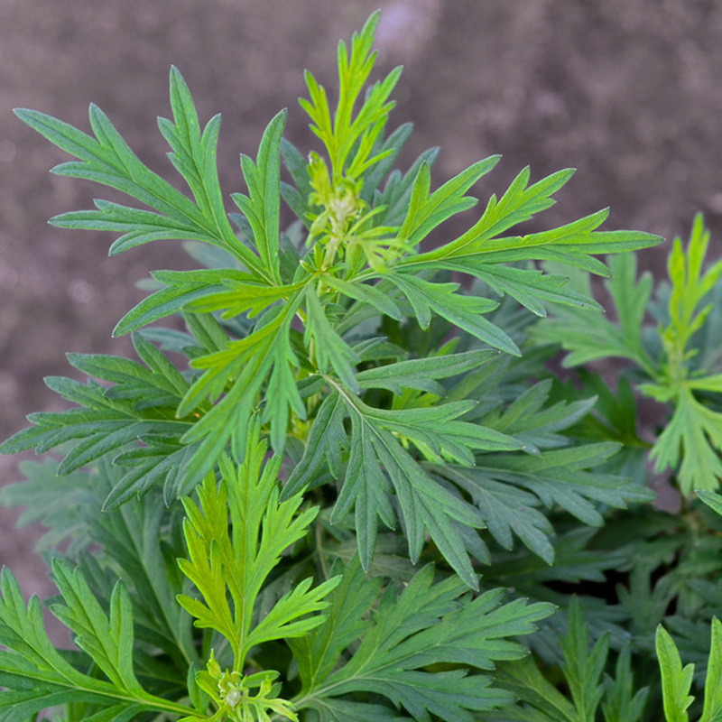 驱蚊最好的6种植物,这10种观赏植物驱蚊效果好