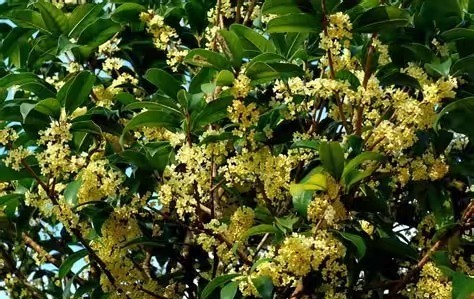 茶花是我国的十大名花吗,中国十大名花图片及花语