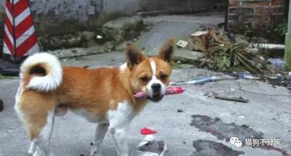 狗狗每天都吃火腿肠可以吗,狗狗经常吃火腿肠可以吗