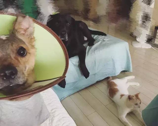 她救下一只得皮肤病脾气巨差的猫咪，花了两个月变身软萌美喵