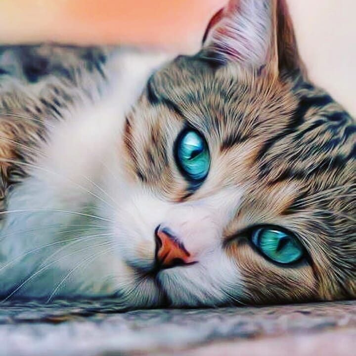 猫咪老是挠主人脚如何避免,猫无聊时的7种表现