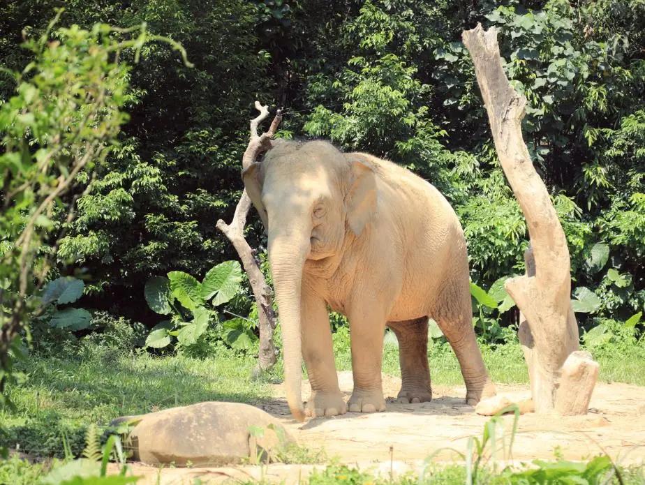 被冠以“素质低”的中国游客,如今成了一些国家最为思念的亲人