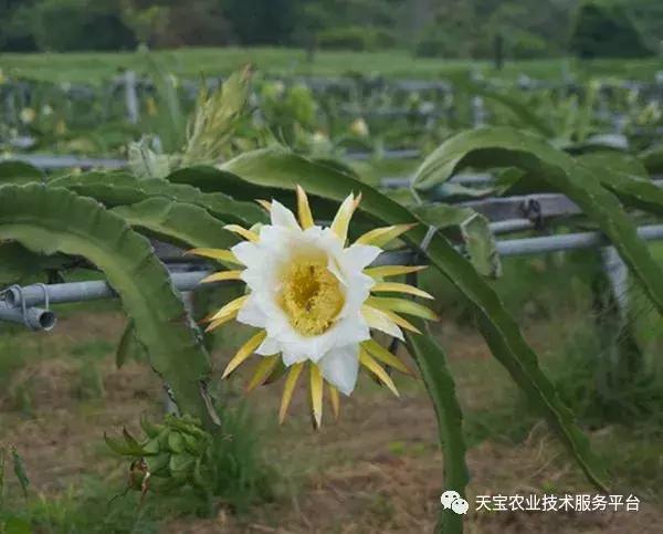 盆栽火龙果施肥,火龙果如何施肥