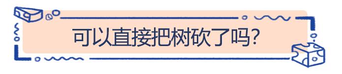 给秋天带来韵味的银杏树,在荷兰竟然人嫌狗不待见