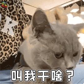 家中的猫咪很酷不理人，只要用对了方法，猫咪一叫就来