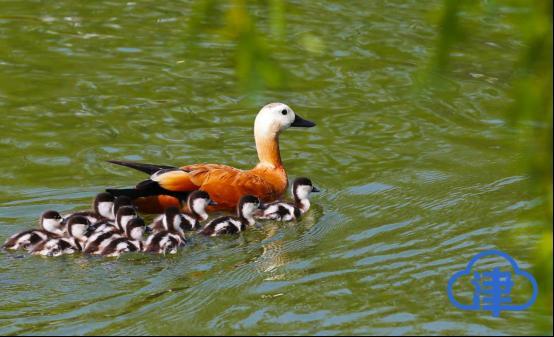 【津云镜头】降级之后,精彩假期