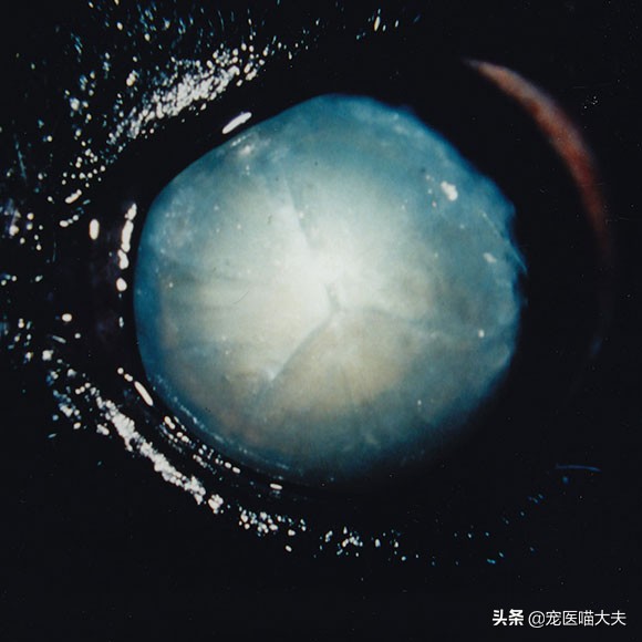 怎样预防狗狗得白内障,狗狗得白内障是什么原因及症状