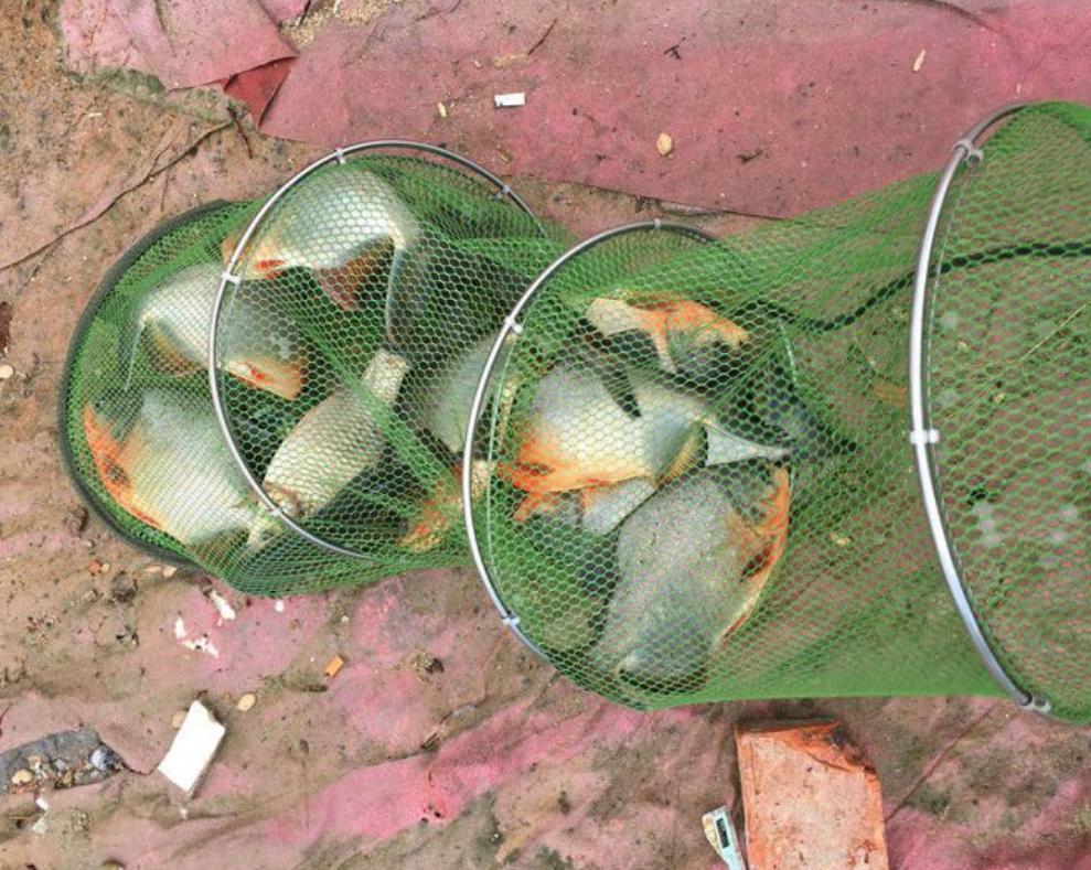 史无前例！澜沧江钓起大量红鲳鱼，满口利齿轻松咬断树枝