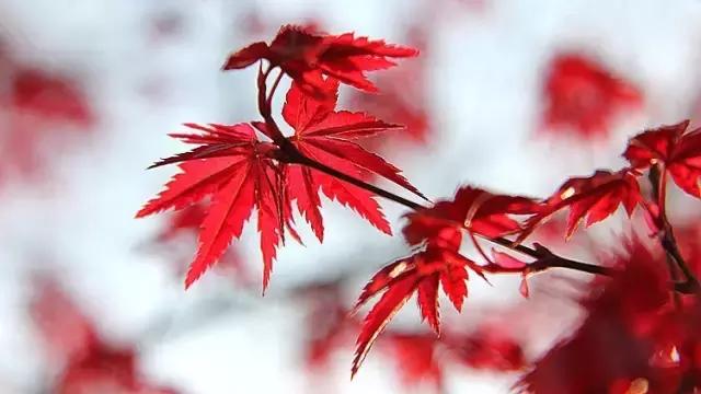 这20首才华横溢的诗你都见过吗,才华横溢的诗句有哪些