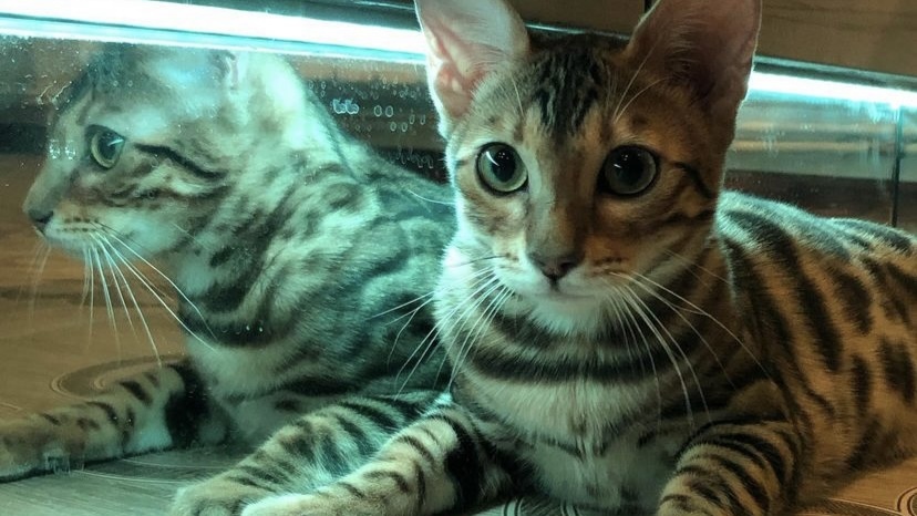 宠物问诊项目,宠物问诊的信息