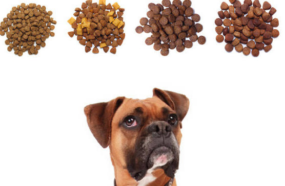 狗子挑食不吃饭怎么办是生病了吗,狗子挑食怎么处理最有效