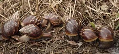 连中国吃货都解决不了的入侵生物，这种非洲巨型蜗牛如何入侵全球