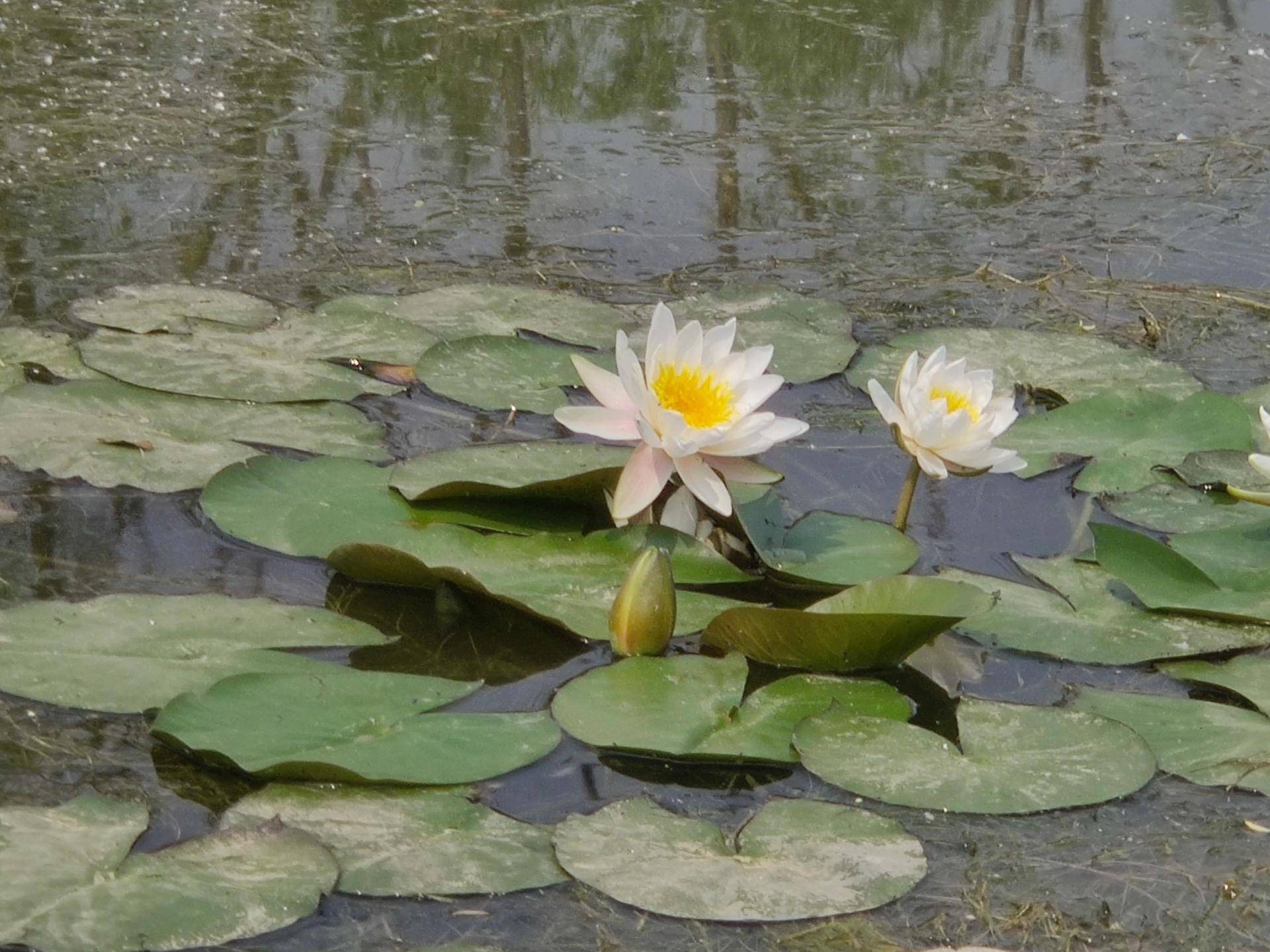 oneplus8pro2024还值得买吗,oneplus8pro测评