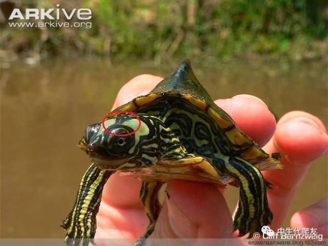 正宗的地图龟,史上最差的地图龟