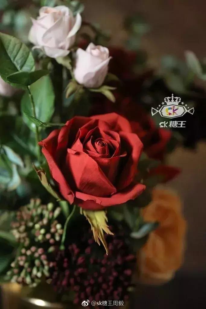 糖王最新作品,糖王去年作品