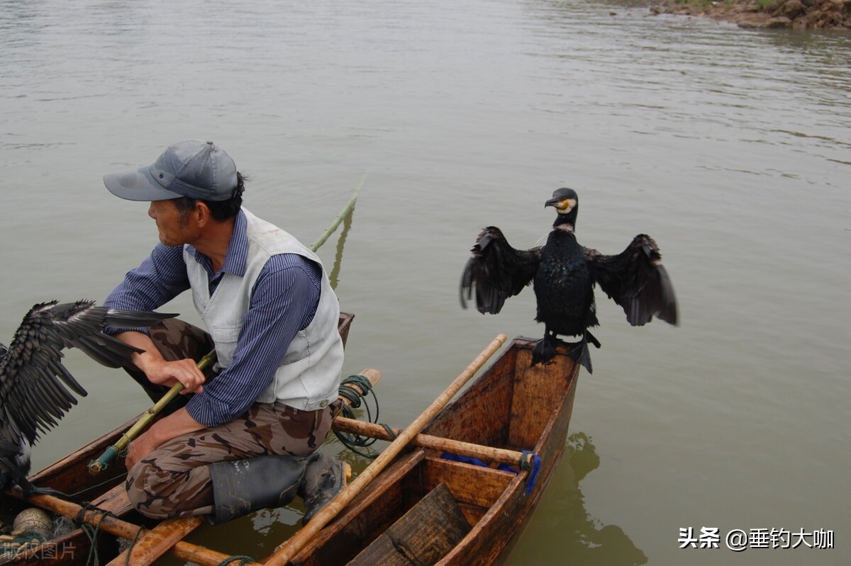 鸬鹚捕鱼被允许吗,鸬鹚捕鱼什么时候被禁止的