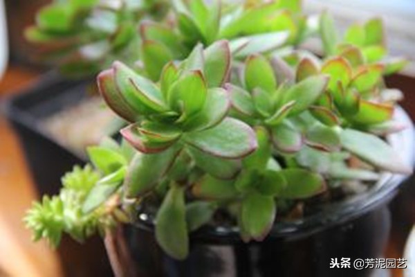 星兜锦的养殖方法和注意事项,多肉天狗养殖方法和注意事项