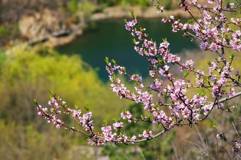 九如山什么季节去最好,九如山赏枫一日游