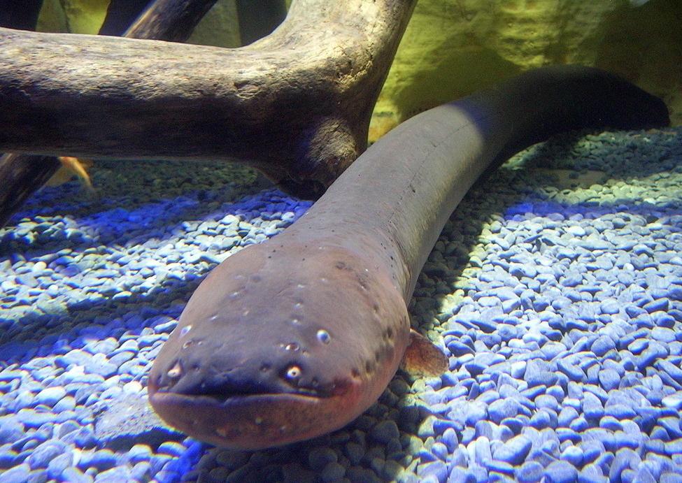 1万v高压能把人瞬间电死吗,高压线能电死人的原理