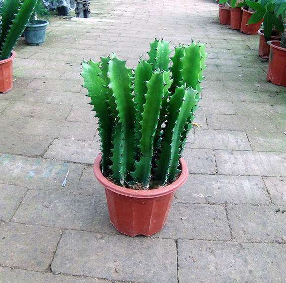 什么绿植一年四季好养又招财,8种超好寓意的绿植旺财又旺人