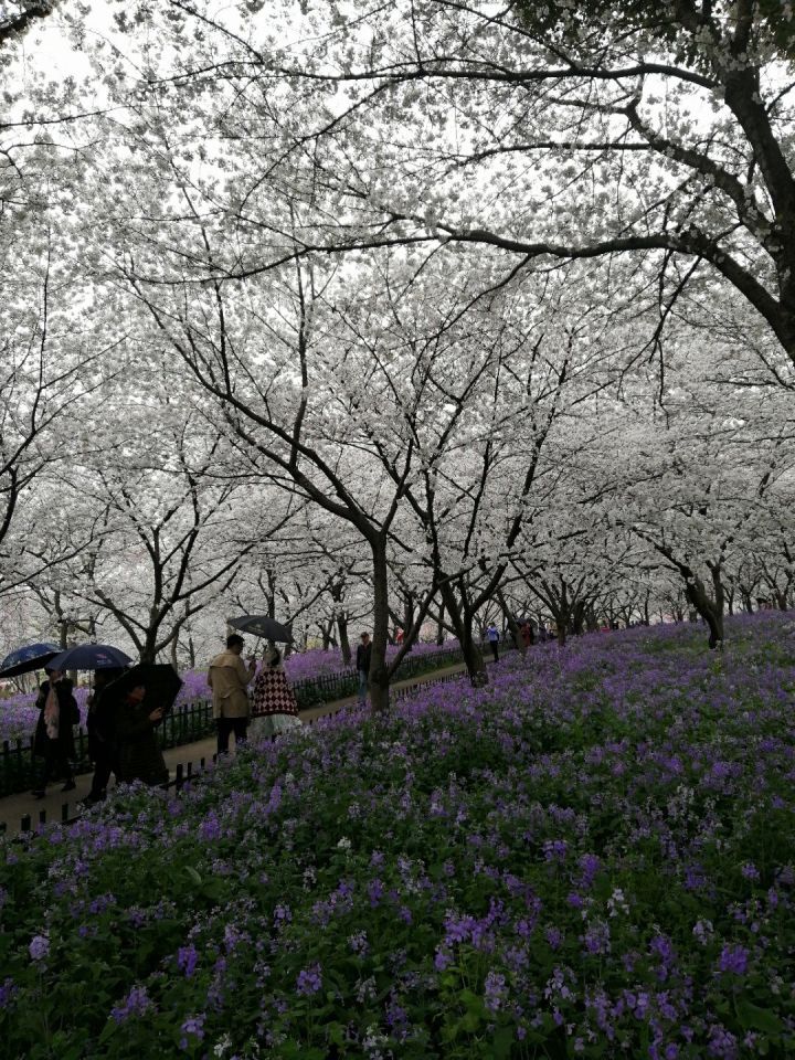 武汉旅游线路攻略图片,武汉攻略经典三日游