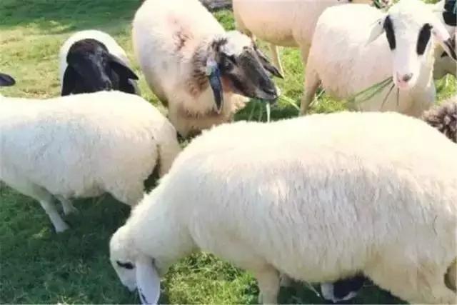 泰国芒果自助,泰国吃喝玩乐攻略榴莲自助餐