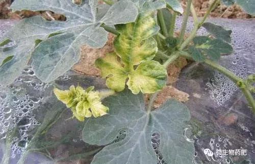 草安宁除草剂对人类的危害有哪些,草甘膦除草剂有什么危害及后遗症