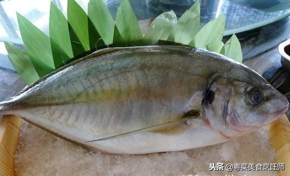 名贵海鲜食材排名,名贵海鱼大全图片