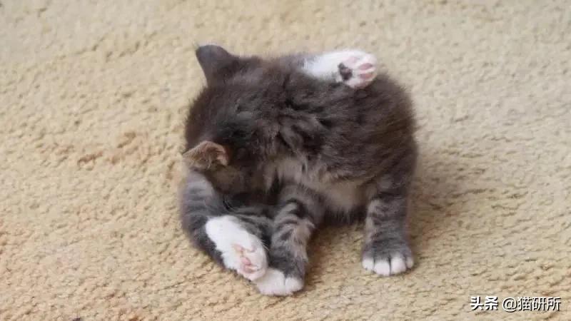 驱虫药怎么选?10个基础问题答疑