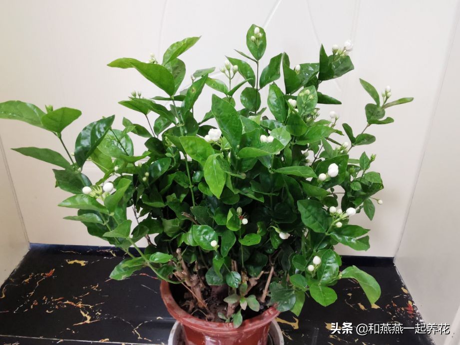 燕燕带你一步一步揭秘为什么花市买的茉莉花不换盆养不活