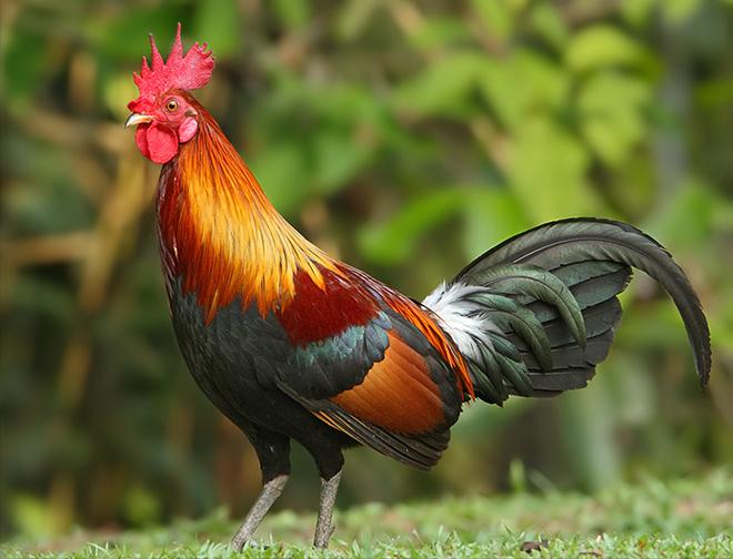 东江揽胜,惠州淡水常见鸟类图谱