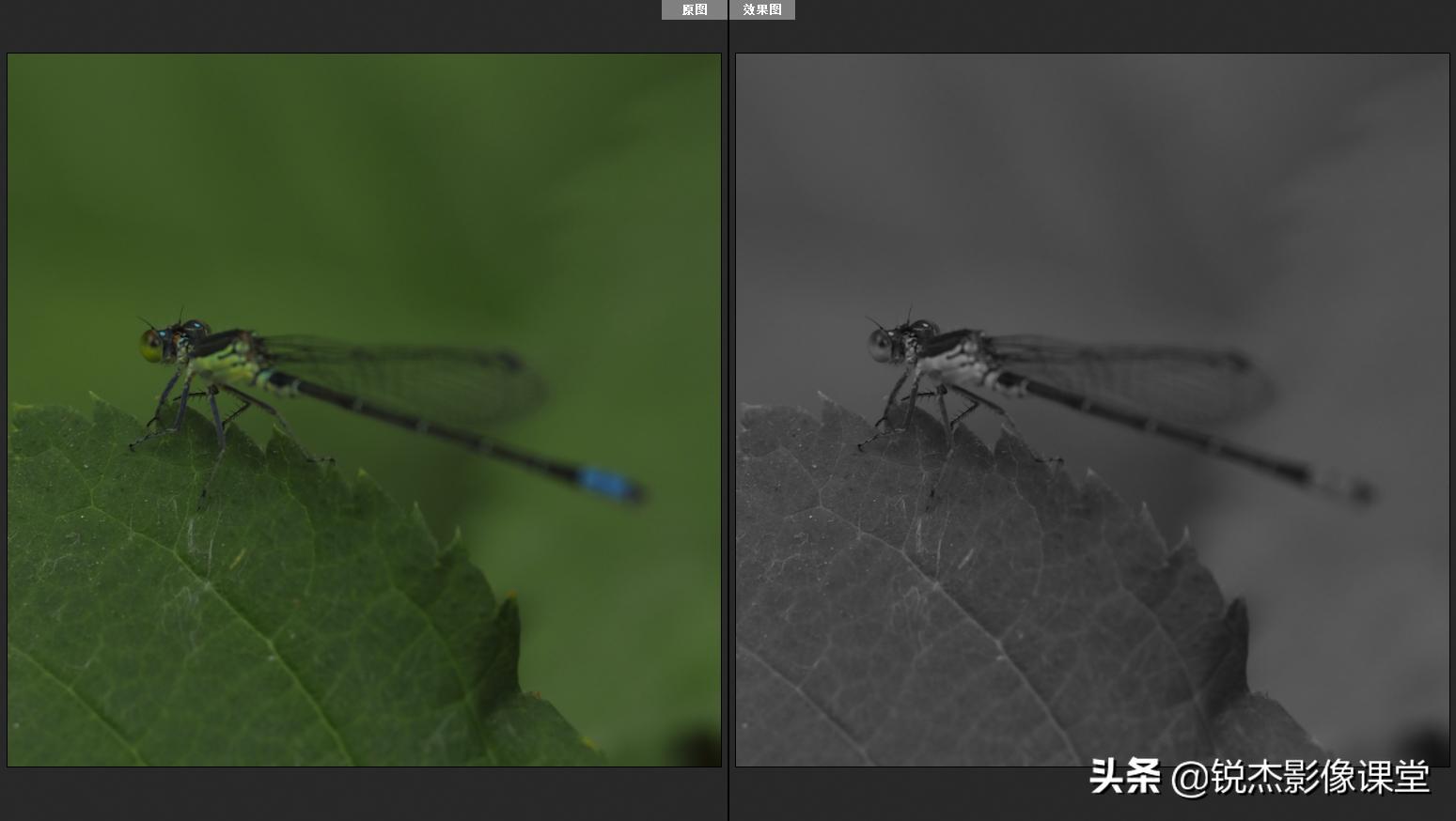 ps怎样调出高质量的黑白照片风景,ps如何给黑白照片上的人物上色