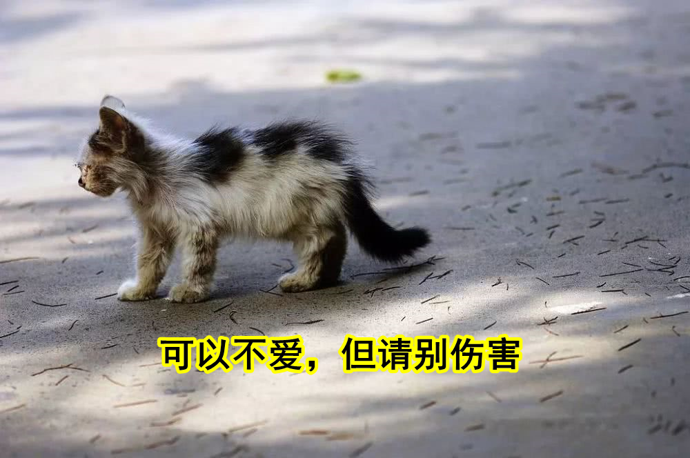 当你开始养猫的时候你就懂了人性,养猫可通人性