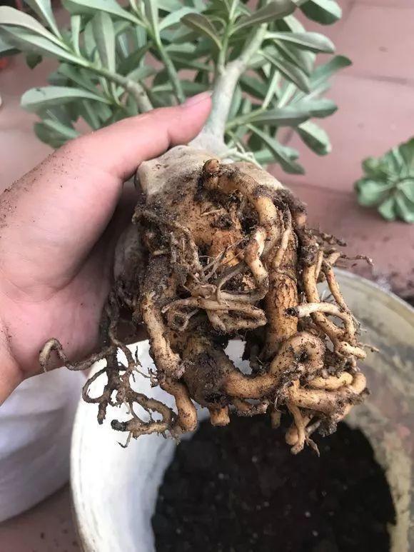 养花发黄,养花个别叶子干枯