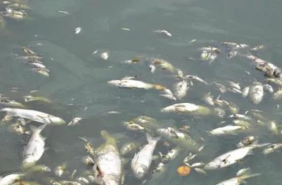 男子卖毒鱼被警察逮捕,近期电鱼被抓的人视频