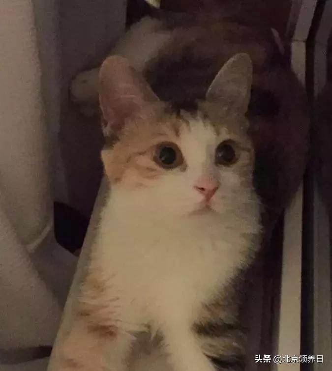 #领养代替购买#给它们一个家|线上宠物领养日,20190608加场