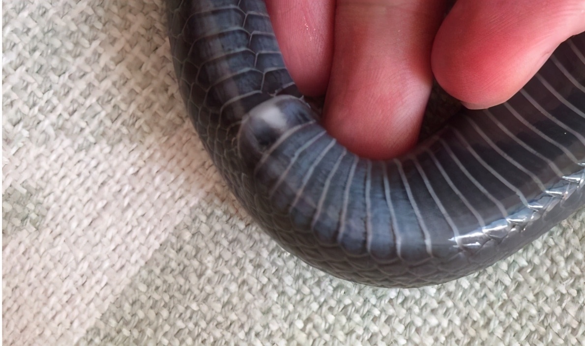 蟒蛇攻击人能打死吗,被蟒蛇攻击怎么办