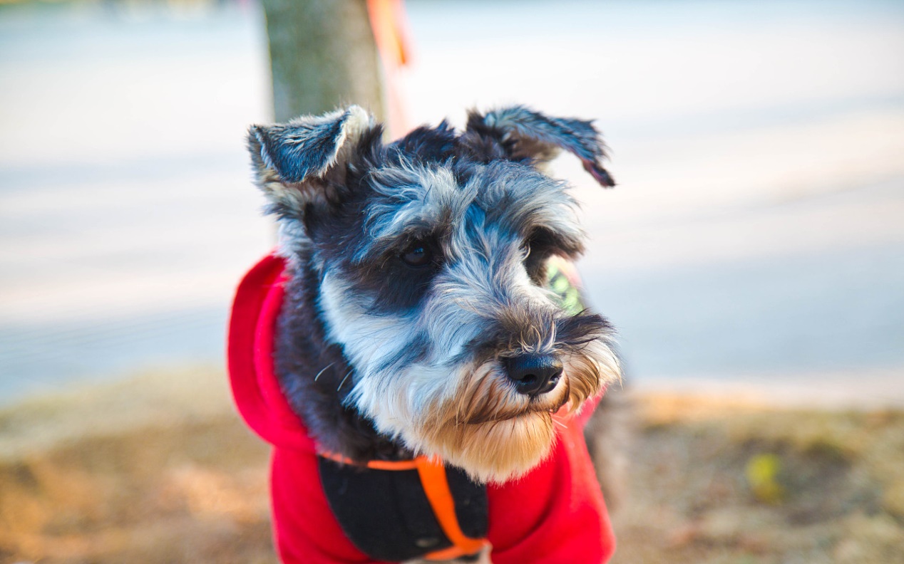 狗狗补钙过量的表现有哪些症状,怎么判断狗狗缺钙的5大现象