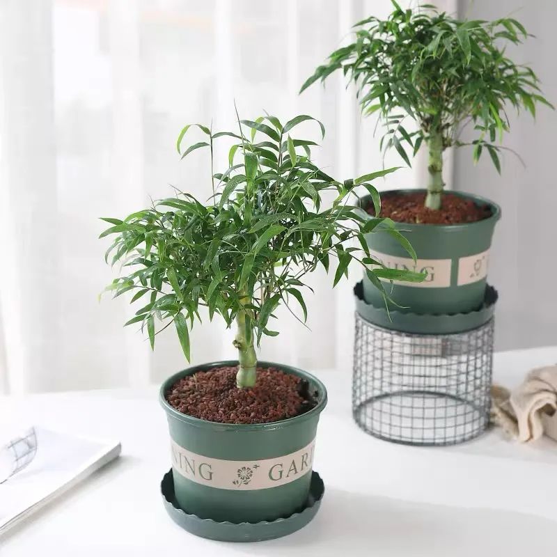 寓意好富贵竹,寓意好的竹子盆栽