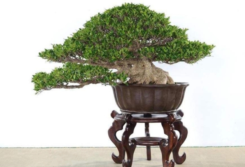 小根榕树盆景制作,榕树怎么盘根好看