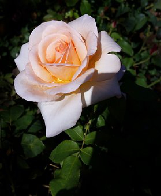 令人感悟很深的短语,道理讲得很透彻的句子