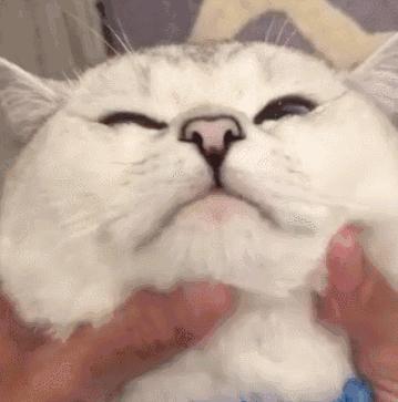 不小心把猫咪胡子弄掉了怎么办,猫的胡子掉了是怎么了