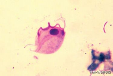 猫咪驱虫多久驱一次,新手驱虫猫