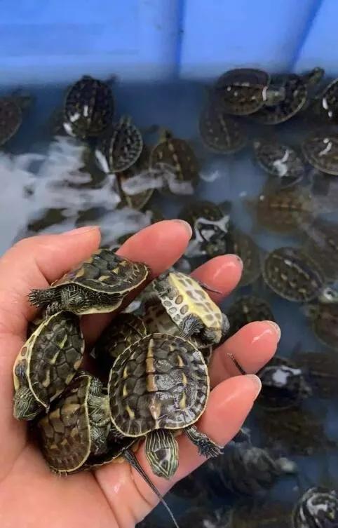 龟浮水是什么意思,龟浮水征兆