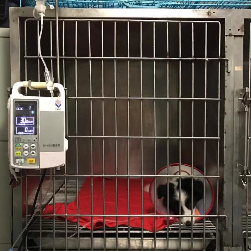 我的狗生病了但是还很活泼,一只狗得了犬瘟最后痊愈了