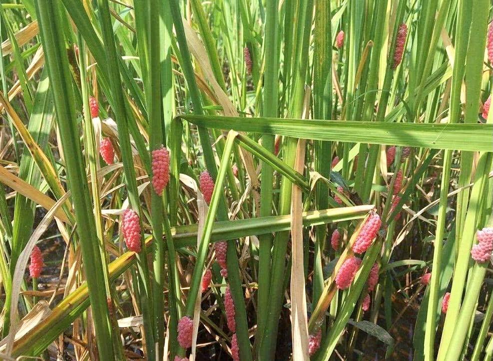 2014寄生虫事件,2006年北京福寿螺寄生虫事件